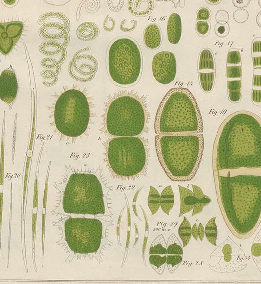 Green algae of the genus Penium and others, detail of a hand-colored engraving, Zur Kenntniss kleinster Lebensformen, by Maximilian Perty, plate 16, 1852 (Linda Hall Library)
