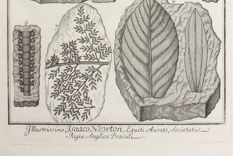 Caption to fourth image, indicating that it was subscribed to and paid for by Isaac Newton, detail of engraving in Herbarium diluvianum, by Johann Jakob Scheuchzer, 1709 (Linda Hall Library)