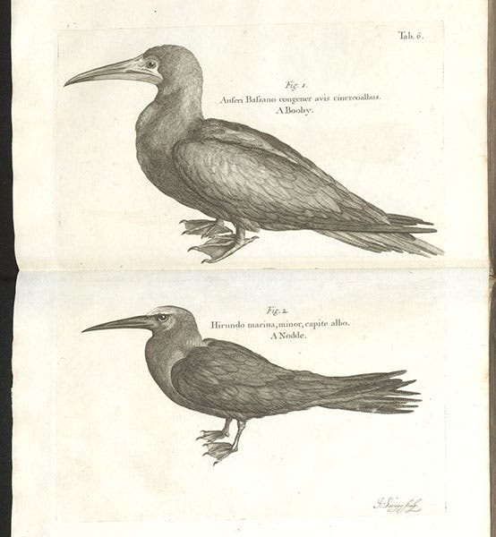 Two sea birds, a Booby and a Nodder, engraving in A Natural History of Jamaica, by Hans Sloane, vol. 1, 1707-25 (Linda Hall Library)