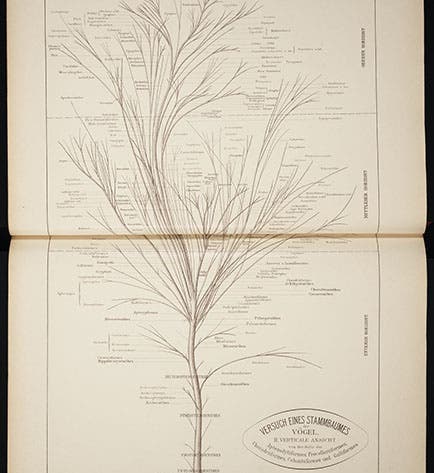 Tree showing bird evolution, from Max Fürbringer, <i>Untersuchungen der Vögel</i>, 1888 (Linda Hall Library)