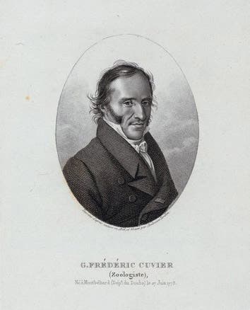 Portrait of Frederic Cuvier, engraving, ca 1830, New York Public Library (digitalcollections.nypl.org)