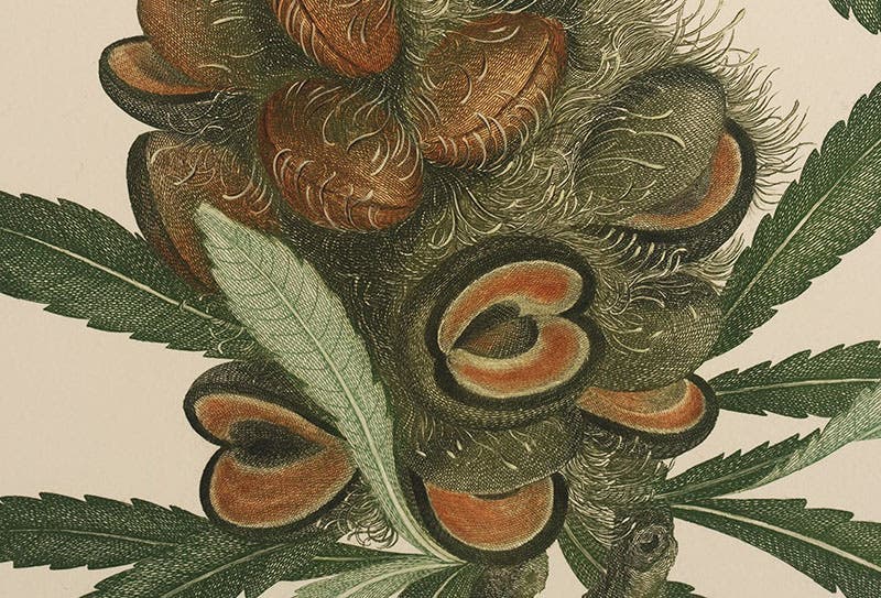 Detail of fifth image, Banksia serrata, the saw-tooth banksia, showing both à la poupée color and added watercolor wash, plate 285 in Banks’ Florilegium, 1980-90 (Linda Hall Library)