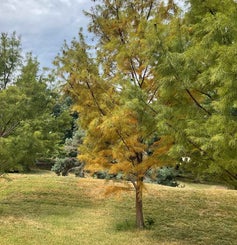 Pond Cypress summer