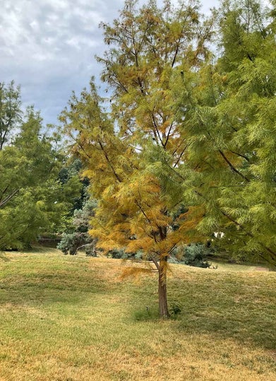 Pond Cypress summer