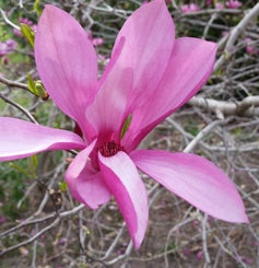 Ann Magnolia flower