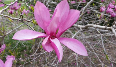 Ann Magnolia flower