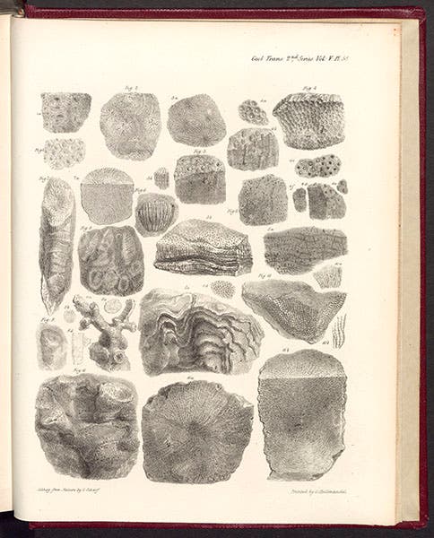 Fossil corals from south Devonshire, engraving, from William Lonsdale, , "Notes on the age of limestone of South Devonshire,” Transactions of the Geological Society of London, 1840 (Linda Hall Library)