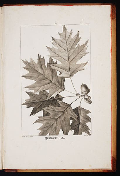 Northern red oak, in André Michaux, Histoire des Chênes, 1801 (Linda Hall Library)