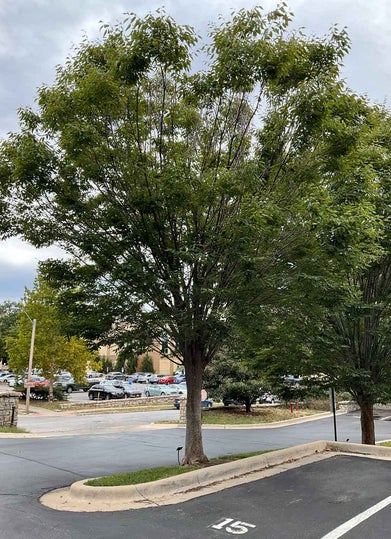 Japanese Zelkova summer