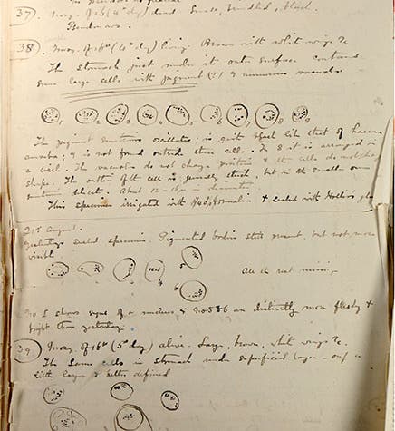 Page from Ronald Ross’s notebook for Aug. 20, 1887, showing his drawings of <i>Plasmodium</i> in the gut of an <i>Anopheles</i> mosquito (immunology.org)