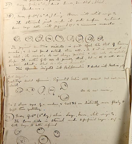 Page from Ronald Ross’s notebook for Aug. 20, 1887,  showing his drawings of <i>Plasmodium</i> in the gut of an <i>Anopheles</i> mosquito (immunology.org)
