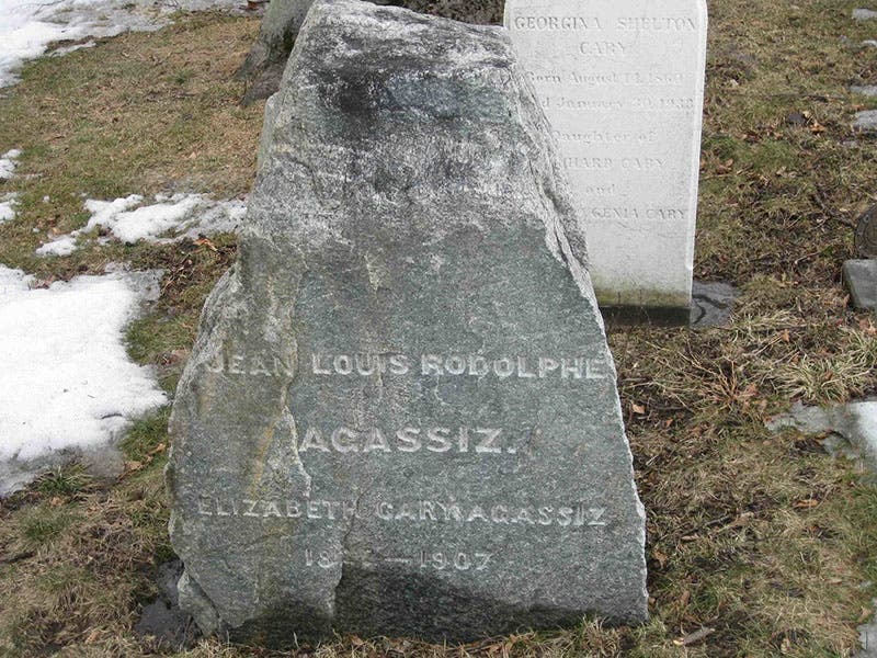 A granite erratic from Switzerland, now the gravestone of Louis and Elizabeth Agassiz, Mount Auburn Cemetery (npr.org)