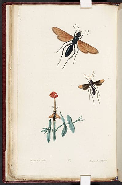 Tarantula hawk wasp, illustrated by Titian Peale, from Thomas Say, American Entomology, 1824 (Linda Hall Library)