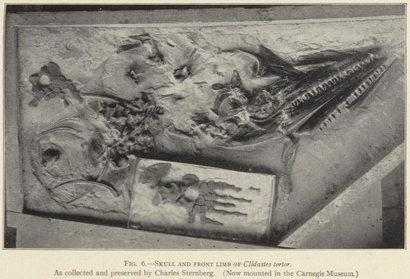 Skull and front limb of Clidastes tortor, found by Charles H. Sternberg and sold to the Carnegie Museum of Natural History, in his The Life of a Fossil Hunter, 1909 (author’s collection)