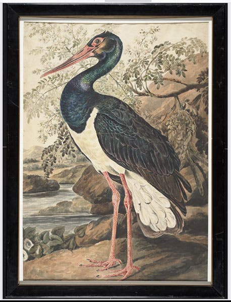 Black stork, by Elizabeth Gwillim, watercolor, 1801-07, McGill Library Special Collections (archivalcollections.library.mcgill.ca)