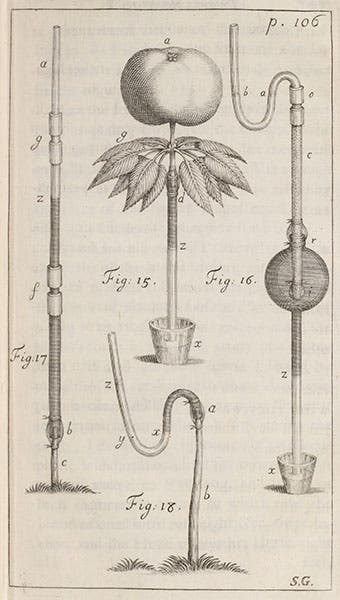 Experiment on an apple branch, in Stephen Hales, Vegetable Staticks (1727), Linda Hall Library