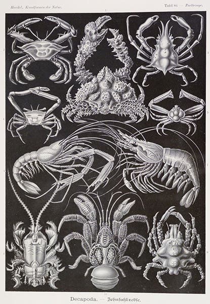 Decapods, lithograph, in Kunstformen der Natur, by Ernst Haeckel, plate 86, 1899-1904 (Linda Hall Library)
