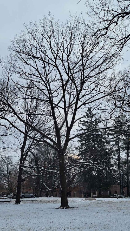 Stelloides Oak winter