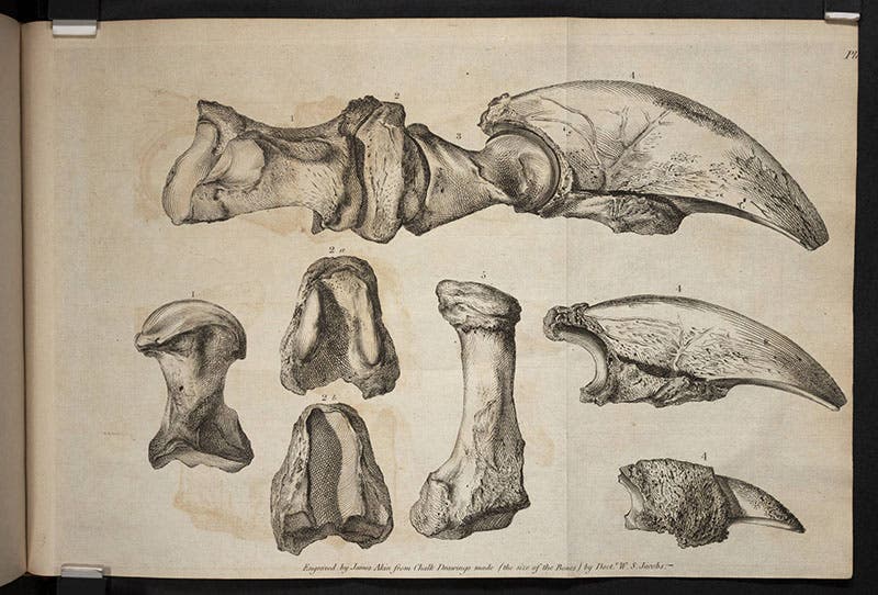 Claws of Megalonyx, engraved plate, from Caspar Wistar, “A description of the bones deposited by the President in the Museum,” Transactions of the American Philosophical Society, 1799 (Linda Hall Library)
