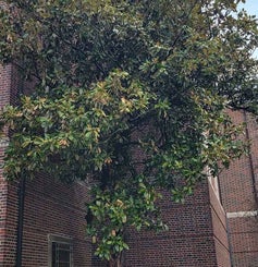 Southern Magnolia winter