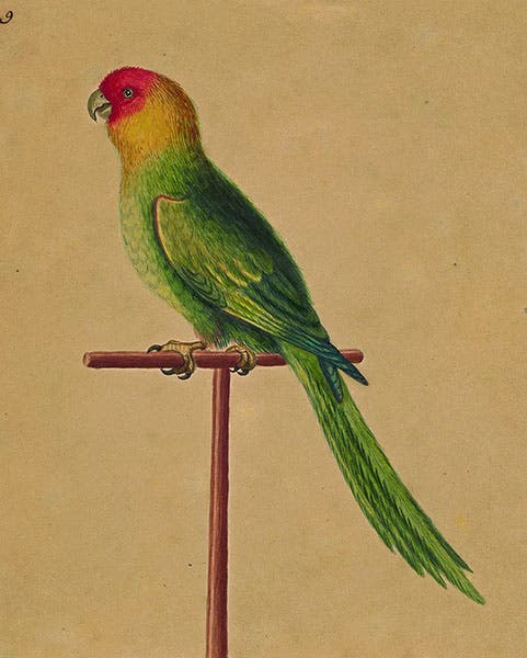 Carolina parakeet, watercolor by George Edwards, 1733, acquired by John Drayton, now at Drayton Hall, South Carolina (savingplaces.org)