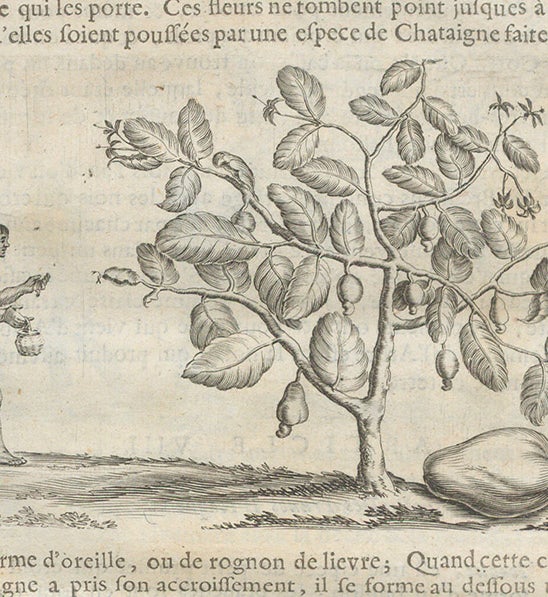 Cashew tree, with apple and nut correctly depicted, engraving, Charles de Rochefort, Histoire naturelle et morale des iles Antilles de l'Amerique, 1658 (Linda Hall Library)