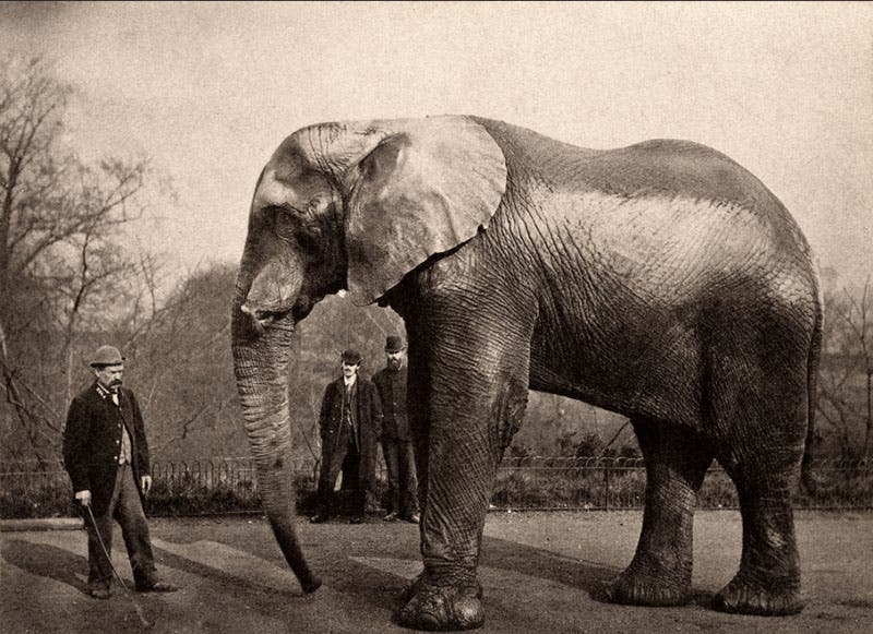 Jumbo and his handler at the London Zoo, photograph, before 1882 (allthatsinteresting.com on wordpress.com)