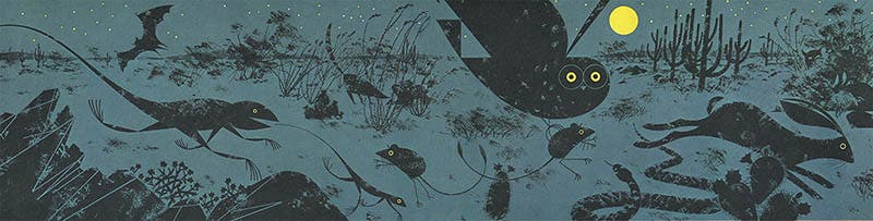 Night in the desert, illustration by Charley Harper, for The Giant Golden Book of Biology, by Gerald Ames and Rose Wyler, 1961 (charleyharperprints.com)