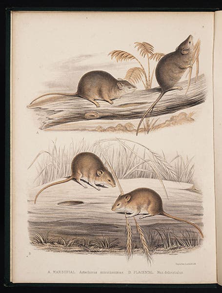 Marsupial and placental mice, Murray, Geographical Distribution of Mammals, 1866 (Linda Hall Library)