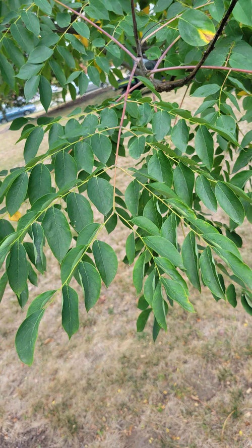 Kentucky Coffeetree leaf