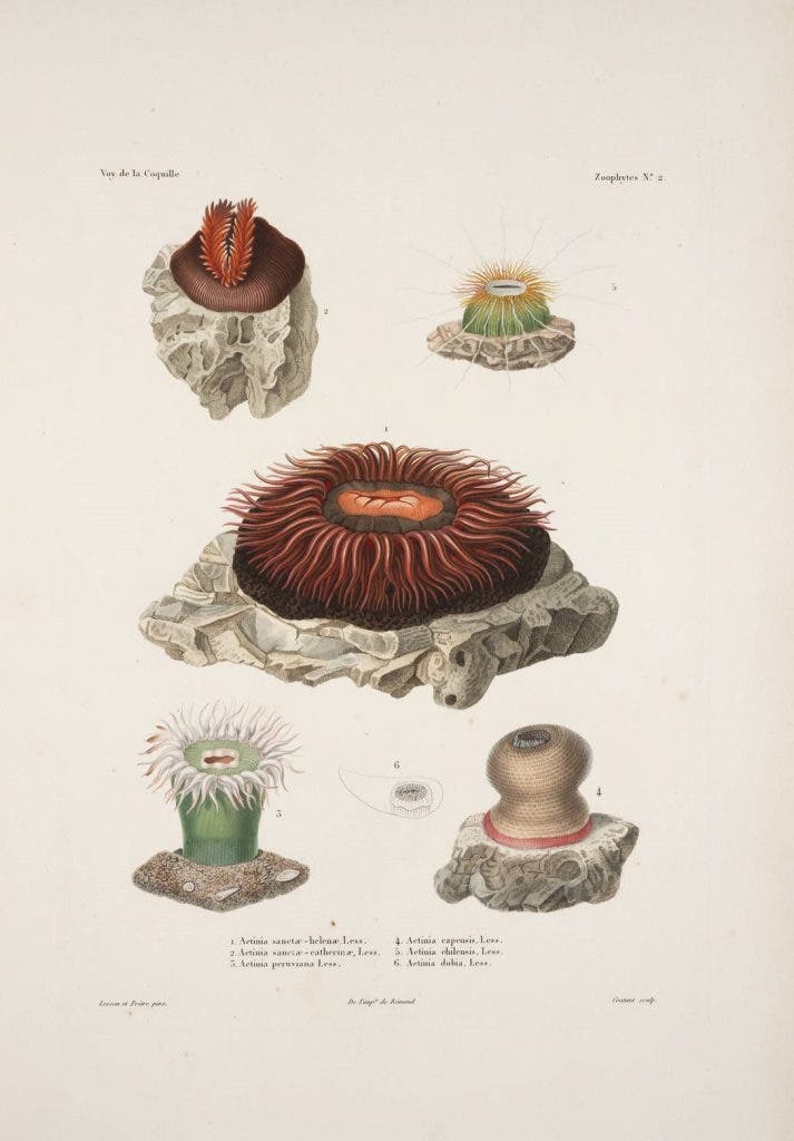 Sea anemones, hand-colored engraving after drawings by René Lesson, in Louis Duperrey, Voyage autour du monde, 1825-30 (Linda Hall Library)