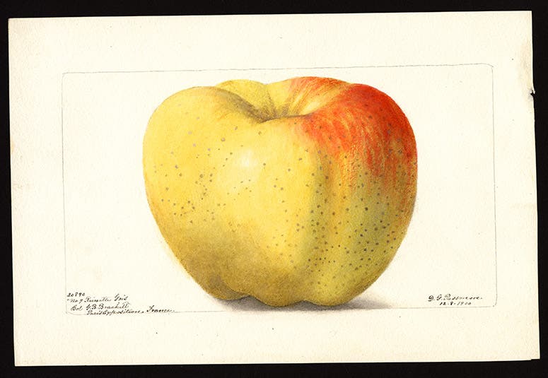 Reinette Gris apple from Paris, watercolor by Deborah Passmore, 1900, Pomological Watercolor Collection, U.S. Department of Agriculture, National Agricultural Library (Wikimedia commons)