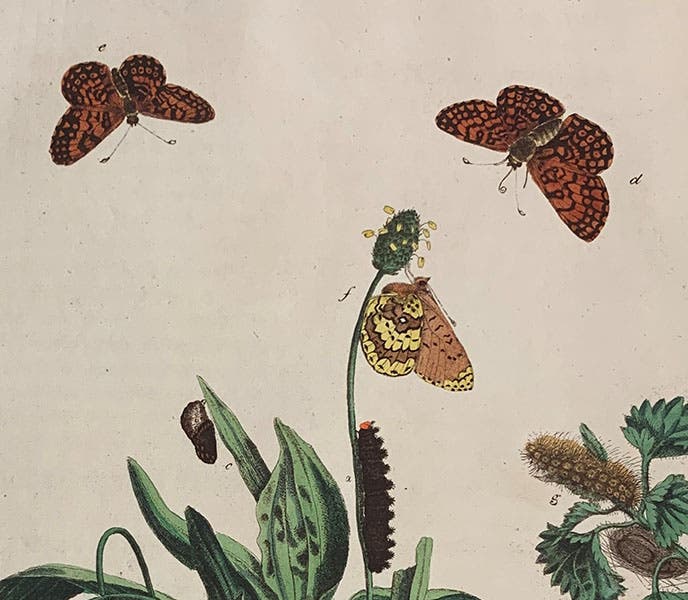 The Glanvillle Fritillary, male (top right) and female (top left), as well as the yellow underwings, caterpillar, and pupa, detail of fifth image, hand-colored engraving, The Aurelian: or, Natural History of English Insects, by Moses Harris, 1766 (Linda Hall Library; photo by author)