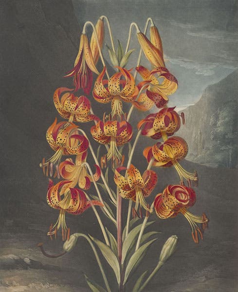 Superb Lily, hand-colored and color-printed engraving by Richard Earlhom, 1799, after painting by Philip Reinagle, in The Temple of Flora, by Robert Thornton, 1807 (Linda Hall Library)