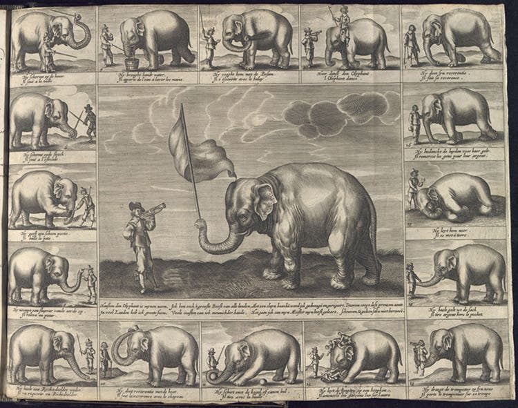Broadside showing the various tricks performed by Hansken in Amsterdam, engraving, undated, but ca 1640 (elephanthansen.com)