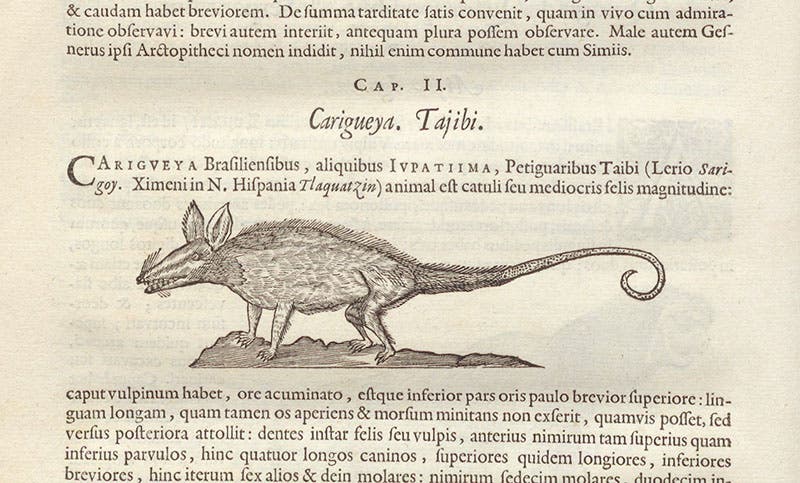 Opossum, woodcut, Willem Piso, Georg Markgraf, and Joannes de Laet, Historia naturalis Brasiliae, p. 222, 1648 (Linda Hall Library)