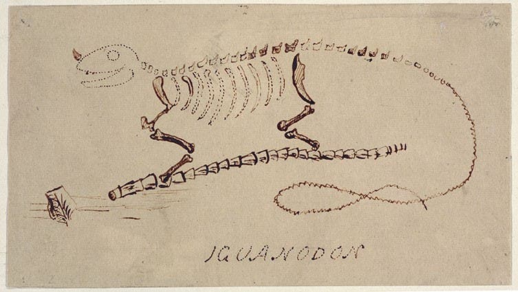 Sketch by Gideon Mantell, reconstructing an Iguanodon from the known bones and teeth, ca 1833, Natural History Museum, London (nhm.ac.uk)
