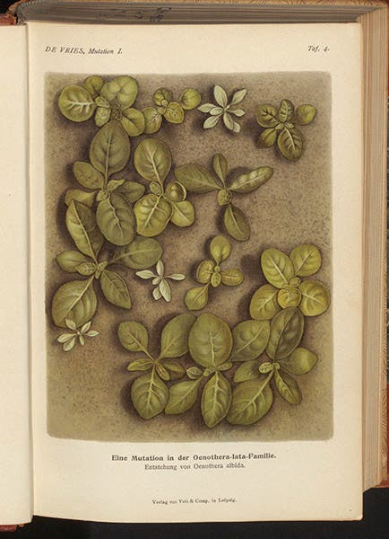Oenothera lata, another primrose mutation with round leaves and that bred true, color plate in Die Mutationstheorie, by Hugo de Vries, vol. 1, 1901 (Linda Hall Library)