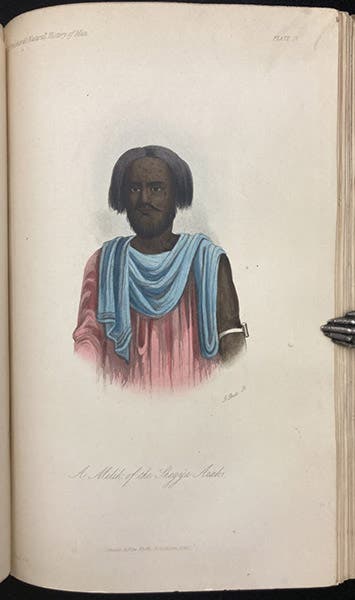 A Shegya Arab, hand-colored lithograph in The Natural History of Man, by James Cowles Prichard, 4th ed., vol. 1, plate 4, 1855 (Linda Hall Library)