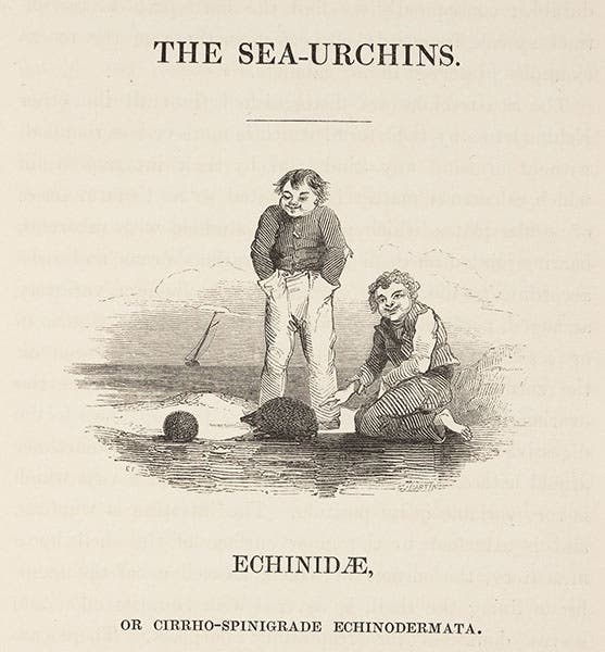 Three kinds of urchins gathered on the seashore, wood-engraved headpiece by Edward Forbes, in his A History of British Star-fishes, 1841 (Linda Hall Library)