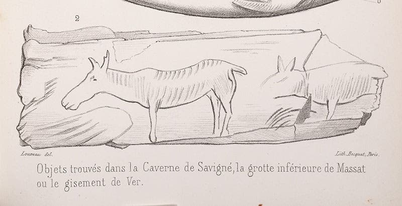 Drawing of the “Hinds of Chaffaud” reindeer bone, detail of a lithograph accompanying an article by Edouard Lartet, Annales des sciences naturelles, vol. 15, 1861 (Linda Hall Library)