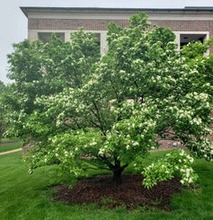 Korean Mountainash summer