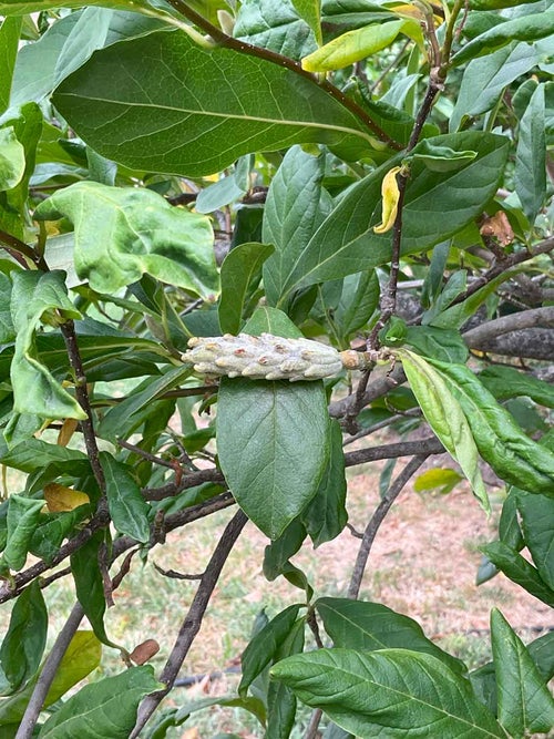 Betty Magnolia fruit