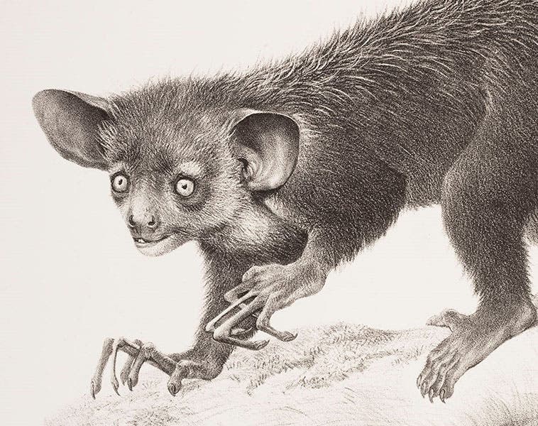Detail of third image, lithograph by Joseph Wolf, in “On the Aye-aye …,” by Richard Owen, Transactions of the Zoological Society of London, vol. 5, plate 18, 1866 (Linda Hall Library). 
