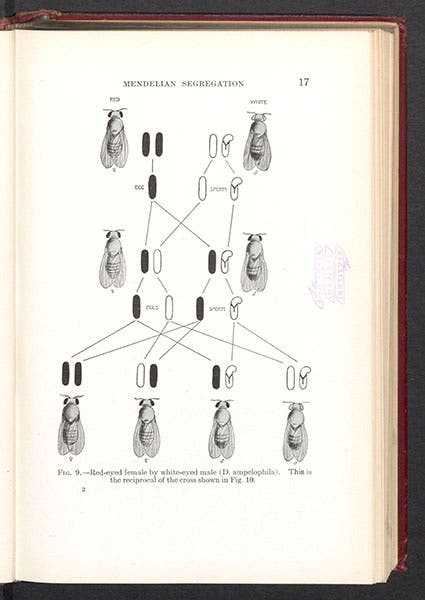 Red-eyed (normal) female Drosophila crossed with a white-eyed (mutant) male, diagram, from T.H. Morgan et al, Mechanism of Mendelian Heredity, 1915 (Linda Hall Library)