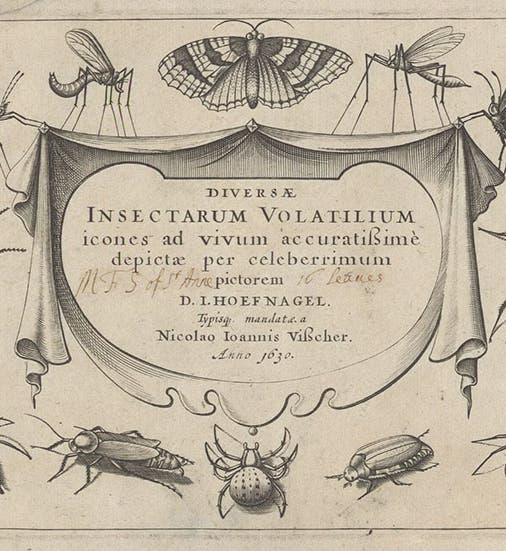 Engraved title page, Diversae insectarum volatilium icones ad vivum accuratissime depictae, by Jacob Hoefnagel, plate 1, 1630 (Linda Hall Library)