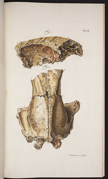Cave bear skull, hand-colored engraving by Jakob A. Eisenmann, in Johann Friederich Esper, Description des zoolithes nouvellement decouvertes, 1774 (Linda Hall Library)