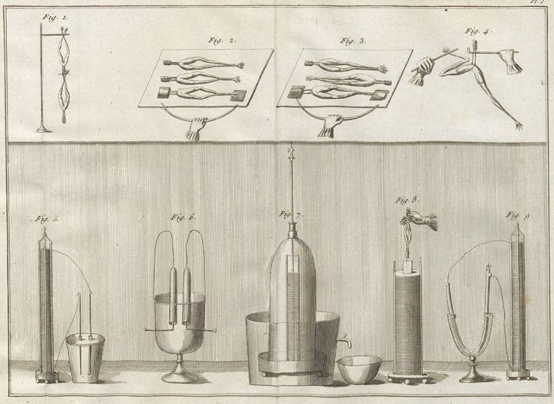 Frog-legs used as detectors of animal electricity, detail of an engraving, Essai théorique et expérimental sur le galvanisme, by Giovanni Aldini, plate 7 at end, 1804 (Linda Hall Library)