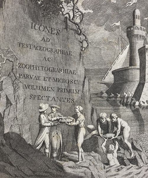 Gathering fossils, detail of engraved frontispiece, Testaceographiae ac zoophytographiae parvae et microscopicae, by Ambrogio Soldani, vol. 1, 1789 (Linda Hall Library)
