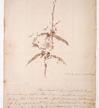 Plesiosaur skeleton drawn by Mary Anning, in an autograph letter, Dec. 26, 1823 (Wellcome Collection)